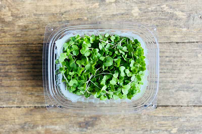 Broccoli Microgreen