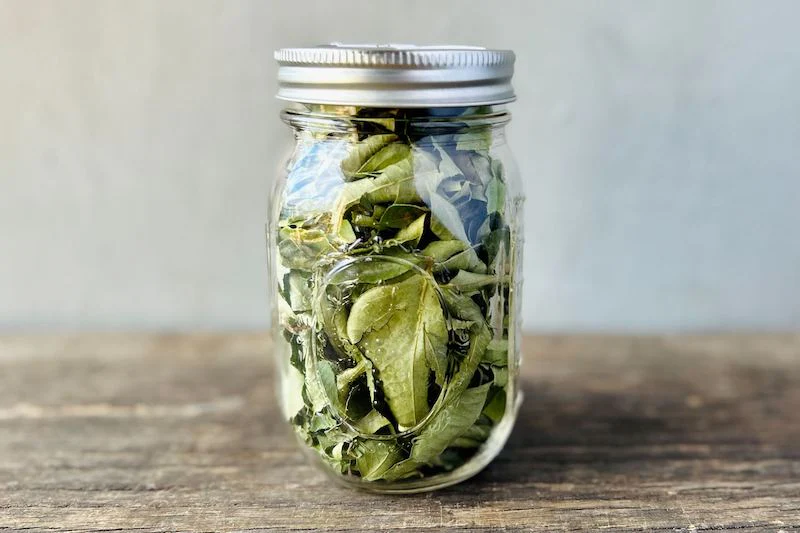 Curry Leaf (Wholesale)