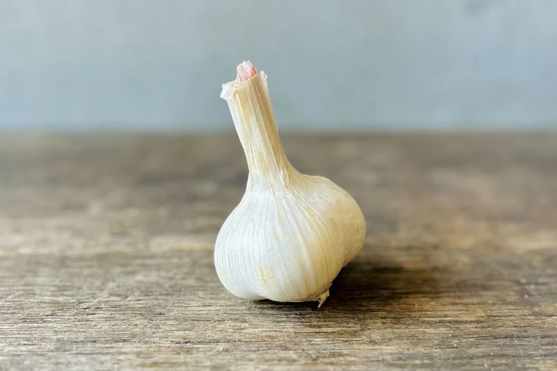 Garlic