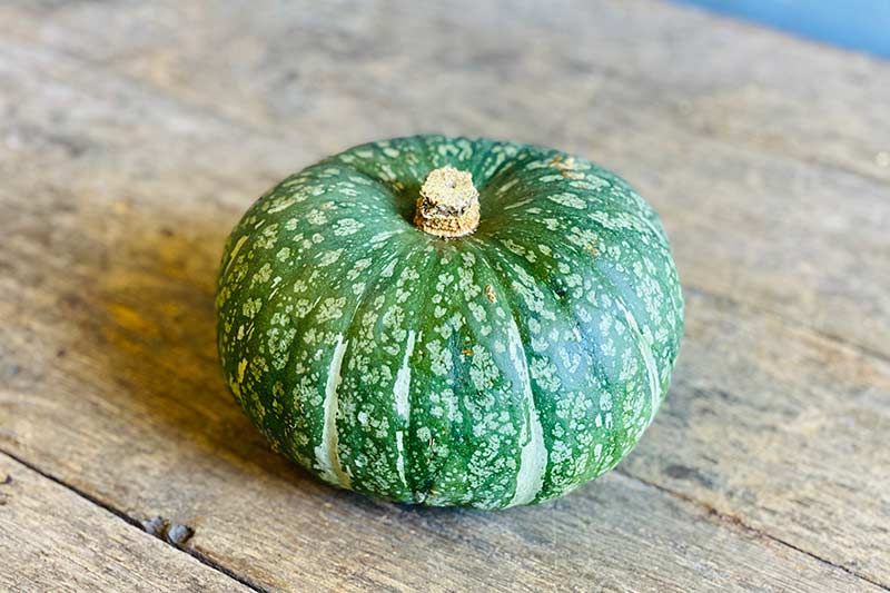 Kabocha Squash (Wholesale)
