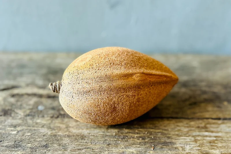 Mamey Apple