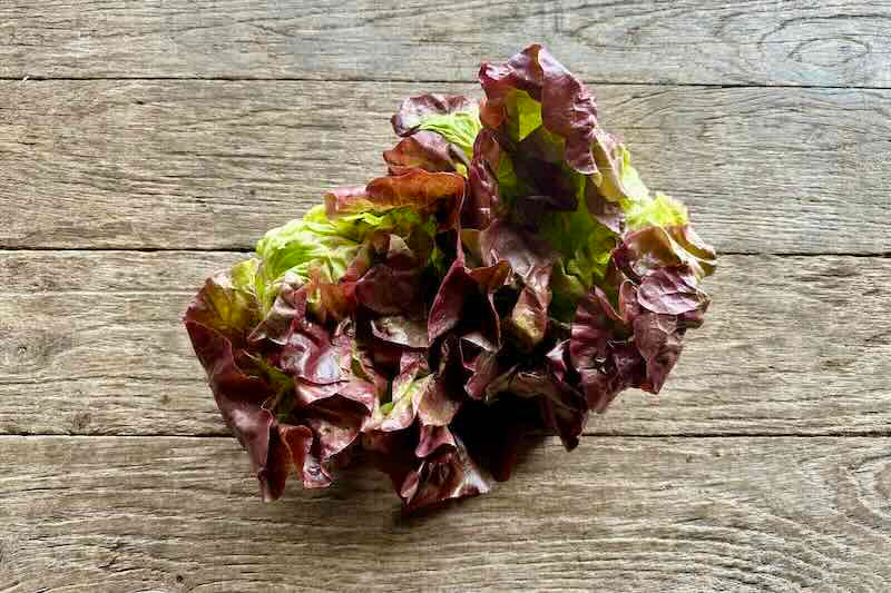 Organic Red Butter Lettuce