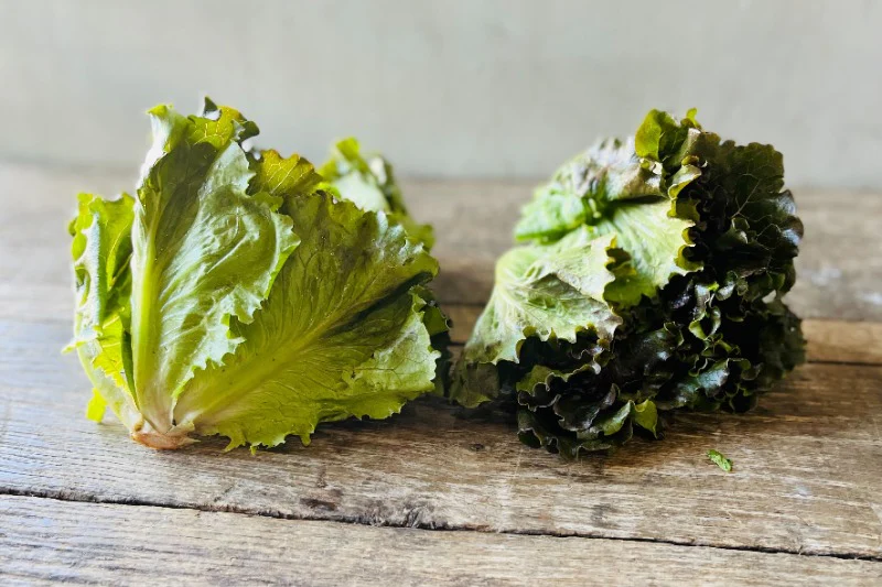 Organic Red Romaine Lettuce (Wholesale)