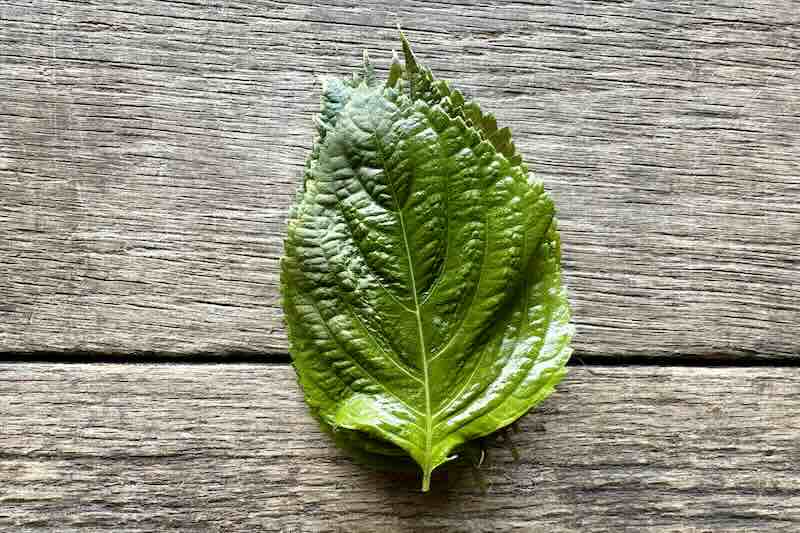 Organic Shiso