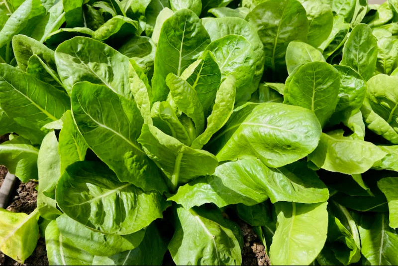 Organic Spinach Lettuce - Image 2