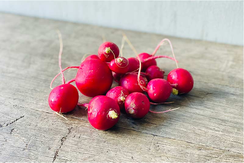 Red Radish
