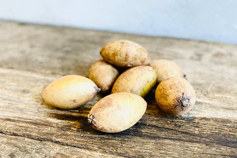Sapodilla