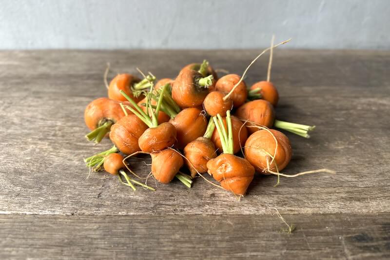 Thumbelina Carrot