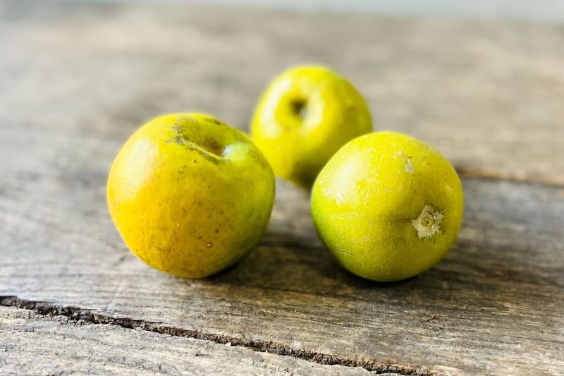 White Sapote