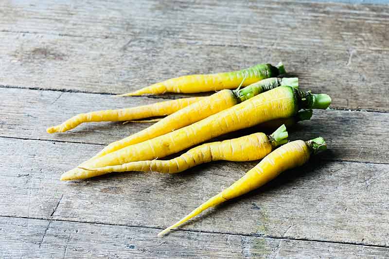 Yellow Carrot